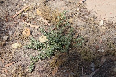 Atriplex suberecta, photographed by Millie Basden