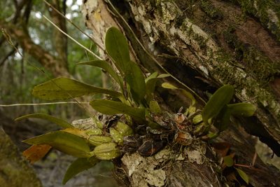 Laelia rubescens, photographed by Siddarth Machado