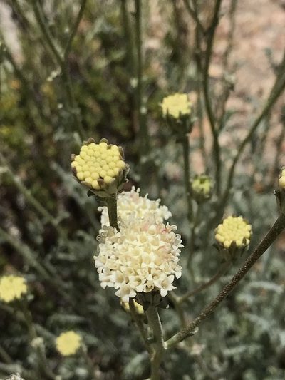Chaenactis parishii, photographed by Sula Vanderplank