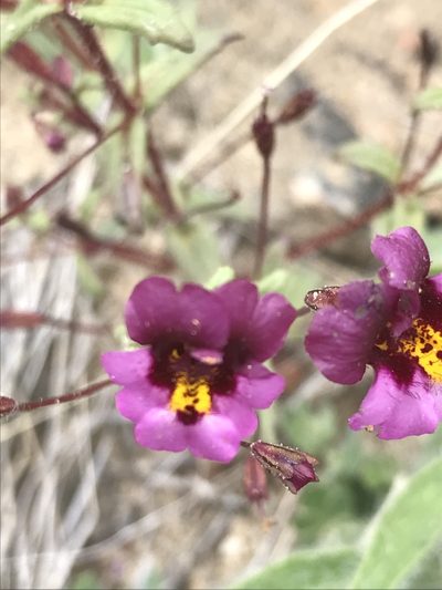 Erythranthe purpurea, photographed by Sula Vanderplank