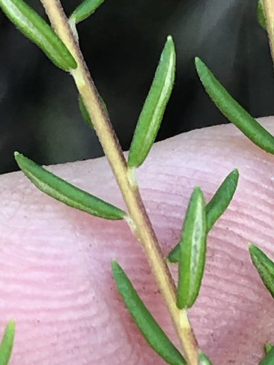 Phylica burchellii, photographed by Dave U