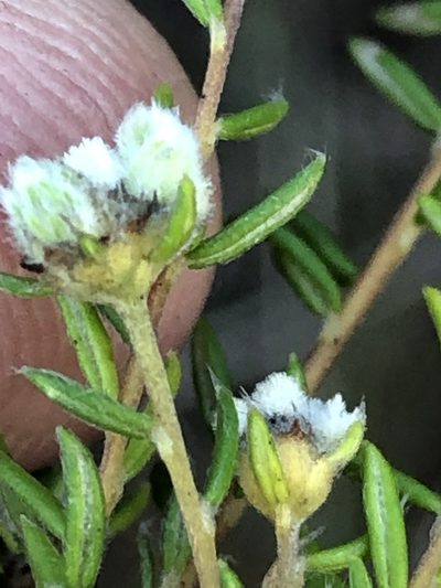 Phylica burchellii, photographed by Dave U