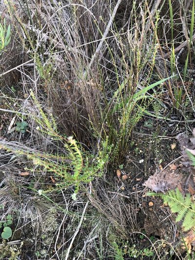 Phylica burchellii, photographed by Dave U