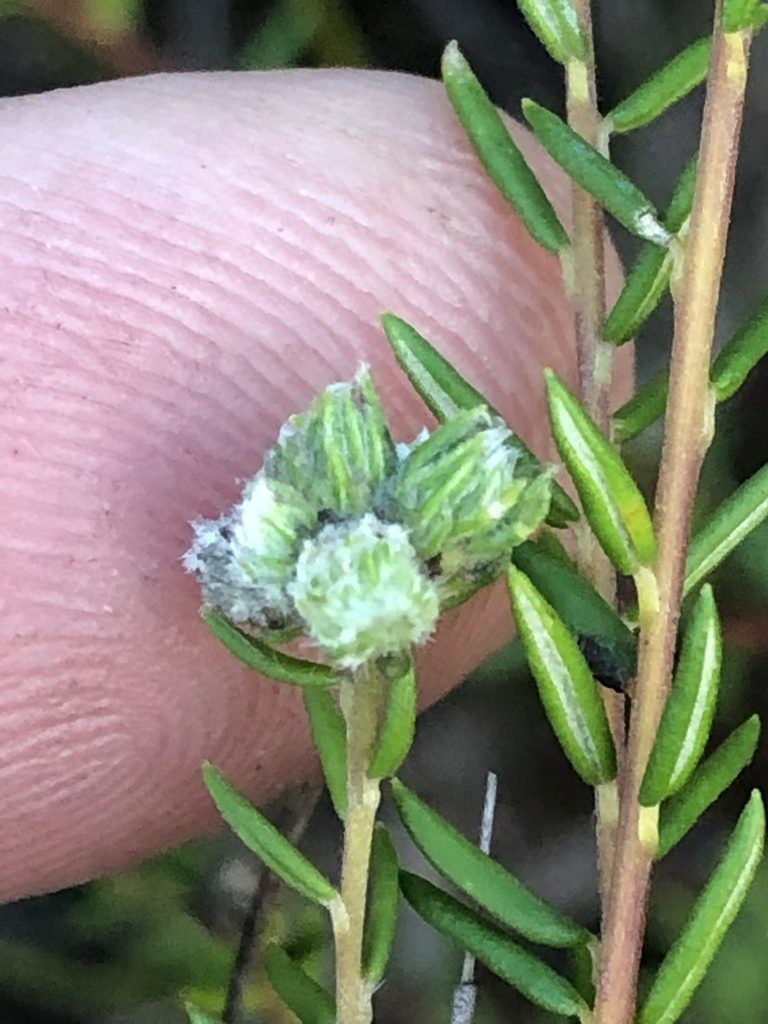 Phylica burchellii, photographed by Dave U