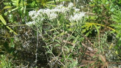 Eupatorium mohrii, photographed by Jay Horn