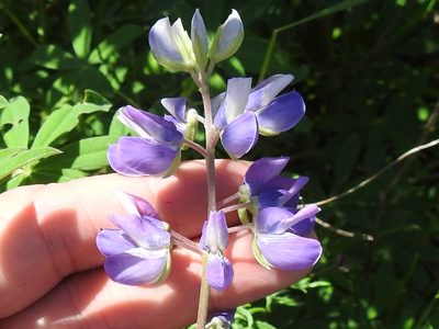 Lupinus rivularis, photographed by Sam Kieschnick