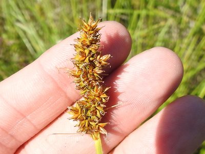 Carex densa, photographed by Sam Kieschnick