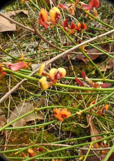 Daviesia triflora, photographed by desertnaturalist