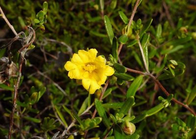 Hibbertia hypericoides, photographed by desertnaturalist