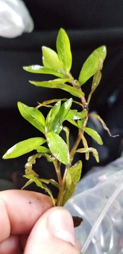 Hygrophila polysperma, photographed by Ian Pfingsten