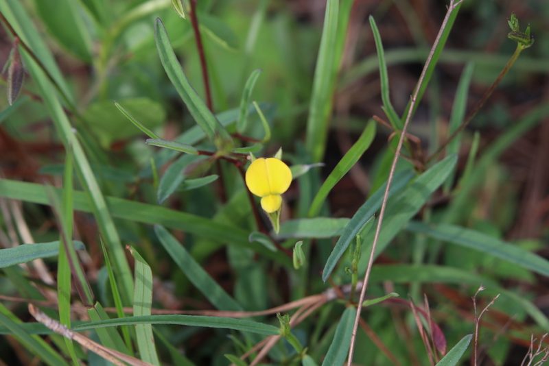 Crotalaria purshii, photographed by Lauren McLaurin