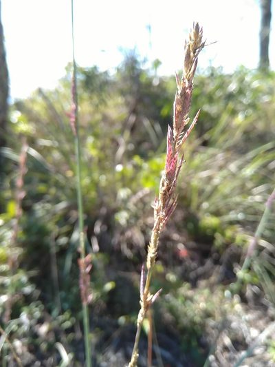 Eragrostis interrupta, photographed by Tony van Kampen