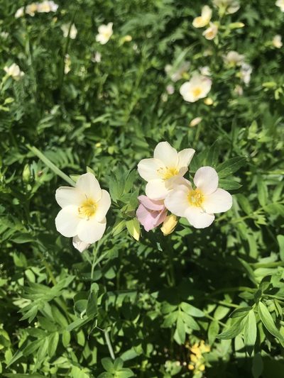 Polemonium carneum, photographed by Michael O'Loughlin