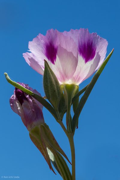 Clarkia williamsonii, photographed by Ken-ichi Ueda