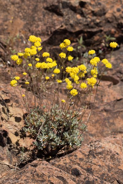 Eriogonum tripodum, photographed by Ken-ichi Ueda