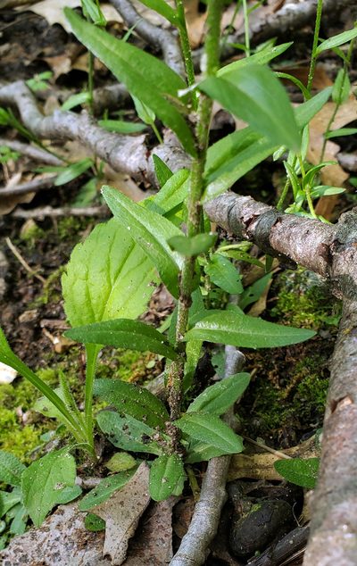 Arabis pycnocarpa, photographed by aarongunnar