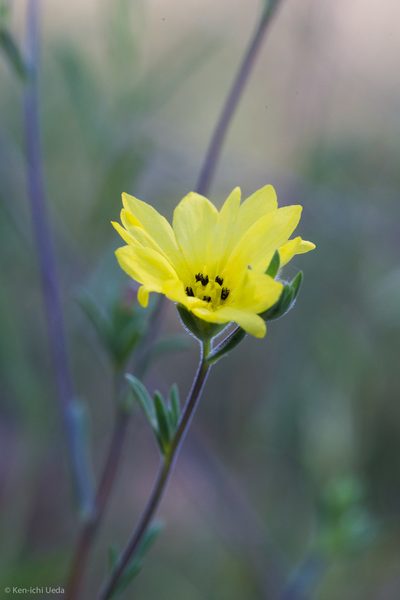 Lagophylla glandulosa, photographed by Ken-ichi Ueda