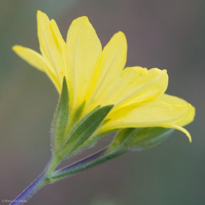 Lagophylla glandulosa, photographed by Ken-ichi Ueda