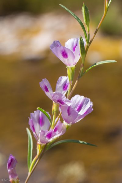 Clarkia williamsonii, photographed by Ken-ichi Ueda