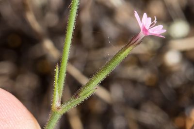 Dianthus nudiflorus, photographed by Ken-ichi Ueda