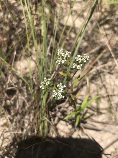 Paronychia drummondii, photographed by Laura Clark