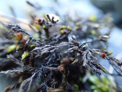 Schistidium rivulare, photographed by Randal