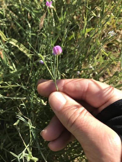 Lathyrus angulatus, photographed by LJ Moore-McClelland