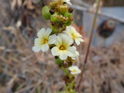 Sisyrinchium striatum, photographed by Randal