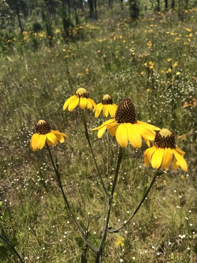 Rudbeckia scabrifolia, photographed by Laura Clark