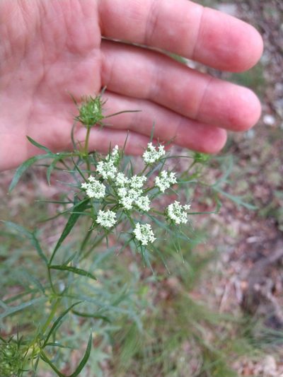 Daucosma laciniata, photographed by Cleveland Powell