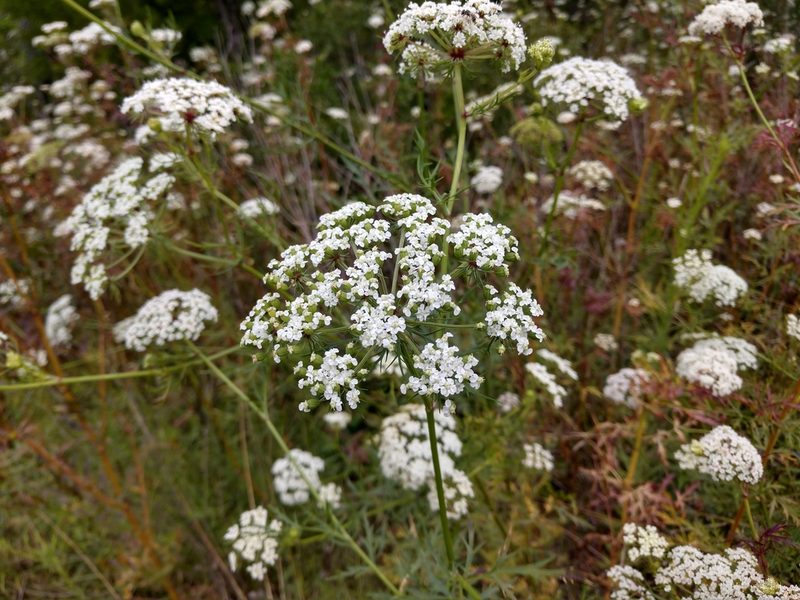Daucosma laciniata, photographed by Cleveland Powell