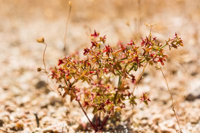 Centrostegia thurberi, photographed by Jeremiah Degenhardt