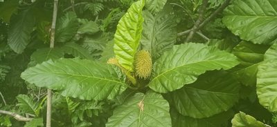 Artocarpus elasticus, photographed by Ong Jyh Seng