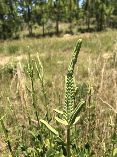 Physostegia digitalis, photographed by Laura Clark