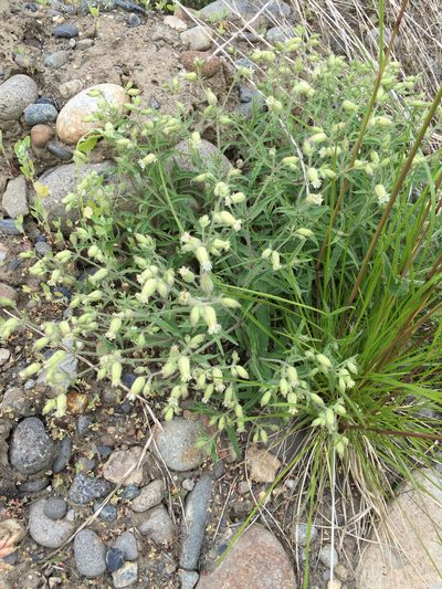 Silene williamsii, photographed by Cheryl McCleary-Catalano