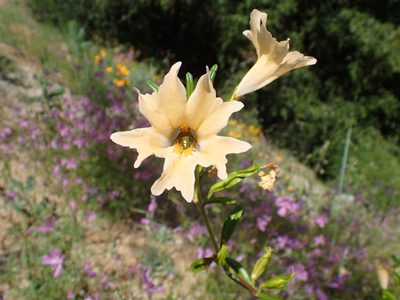 Diplacus grandiflorus, photographed by Scott Yarger