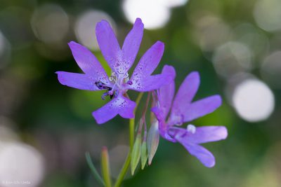 Clarkia biloba, photographed by Ken-ichi Ueda