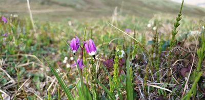 Primula frigida, photographed by Oskar Liset Pryds Hansen