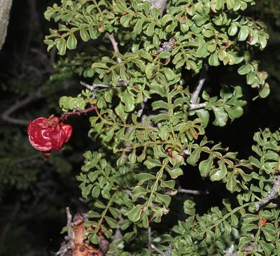 Erythrophysa alata, photographed by Brian du Preez