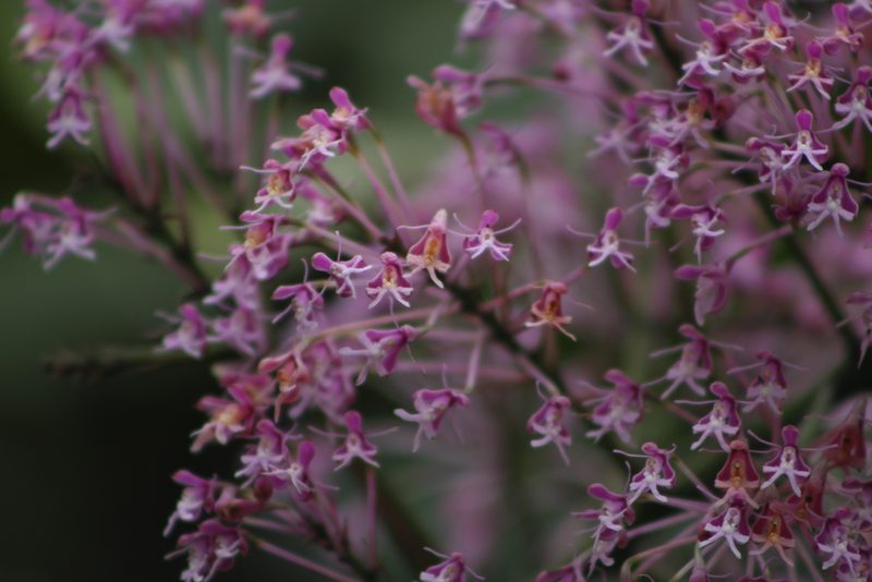 Epidendrum atacazoicum, photographed by Franklin Checa