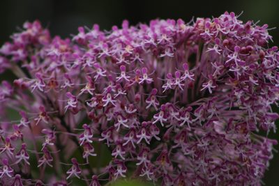 Epidendrum atacazoicum, photographed by Franklin Checa