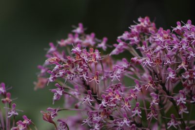 Epidendrum atacazoicum, photographed by Franklin Checa