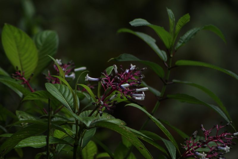 Palicourea lineata, photographed by Franklin Checa