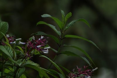 Palicourea lineata, photographed by Franklin Checa