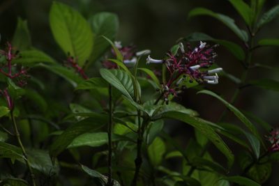 Palicourea lineata, photographed by Franklin Checa