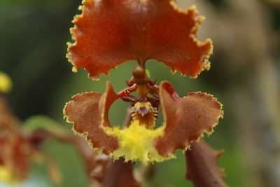 Cyrtochilum serratum, photographed by Franklin Checa