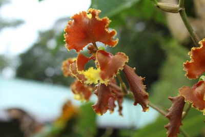 Cyrtochilum serratum, photographed by Franklin Checa
