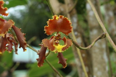 Cyrtochilum serratum, photographed by Franklin Checa