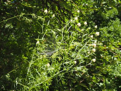 Centaurea deusta, photographed by silk128