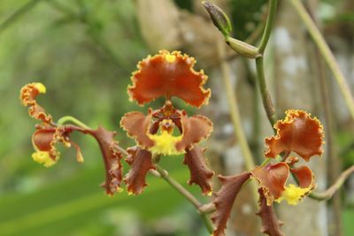 Cyrtochilum serratum, photographed by Franklin Checa